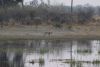 The next morning we are awaken by a lion roar/speak across the delta water inlet