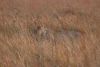 A lion pride of 8, many 1-year old's looking hungry and trying to learn to hunt