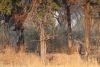 Baboons making all kind of alarm noises....spooking away  potential prey