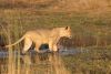 Hey, I'm a cat and I DONT'T LIKE WATER:)))