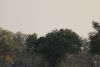Fish Eagle....looks like an American Bald Eagle with the white head