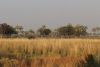 View of the marsh and tall grass