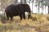 An old bull elephant!!