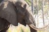 Look at those tusks!!