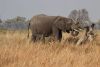 Near by, a mama and a very young calf...maybe 1-2 weeks old!!