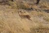 Female Impala
