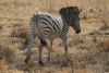 Losing her backend stripes??