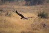 Majestic in flight!!