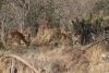 Group of Impalas