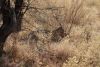 You can see the impala's head in the leopard's jaw!