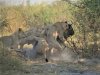 An adult wildebeest taken down by  a pride of 8 lions