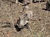 Final look at the warthogs outside our cabin