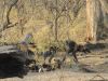 We found the Wild Dogs!!!