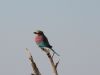Lilac breasted roller....our favorite!!