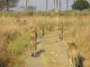 We found the same lion pride of 8 from yesterday.....looking tired and hungry!!!
