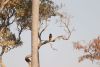 Bateleur Eagle