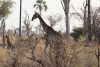 Mama and young giraffe