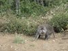 Monkeys at Position 3