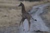 Juvinile giraffe