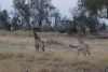 Two juveniles giraffes and their moms