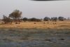 Wildebeest