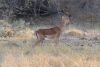 Impala