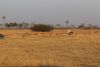 Lone wildebeest thinks it is an impala???