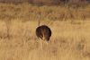Male ostrich