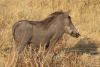 Warthog