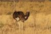Of course, John catches the ostrich peeing:)))