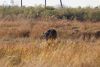 Cape Buffalo