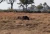 Actually 2 buffalo...so far they do not sense anything