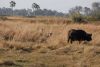 Four lions pretty close...buffalo senses something