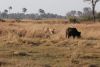 Lions on the charge