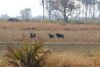 A small wildebeest herd