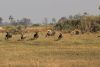 Lions starting the chase!!