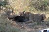Took several minutes for the wildebeest to die