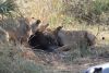 They started chopping while the wildebeest was still alive!!