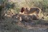 9 minutes after the kill.....the feast is on!!