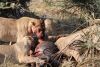 15 minutes after the kill