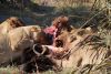 25 minutes after the kill!!