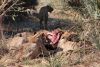 40 minutes after the kill and one lion has had enough