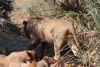 At 50 minutes after the kill the male lion cub walks away
