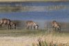 Back at Qorokwe camp we have waterbucks!!