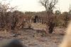 Mean while an elephant is coming to the water hole!!