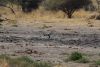 Secretary Bird