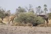 Mom and juvenile giraffe....
