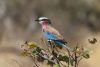 Lilac Breasted roller......maybe our best picture yet!!!