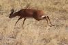 Young male Lechwe jumping!!