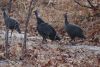 Guinea Fowls